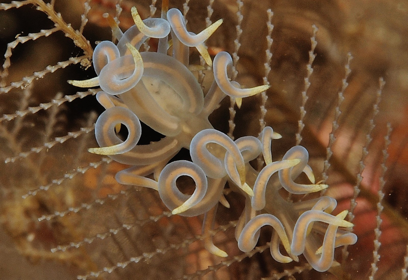 Illustration for article titled Striking Photographs Of Sea Slugs Expose The Alien World Under the Sea